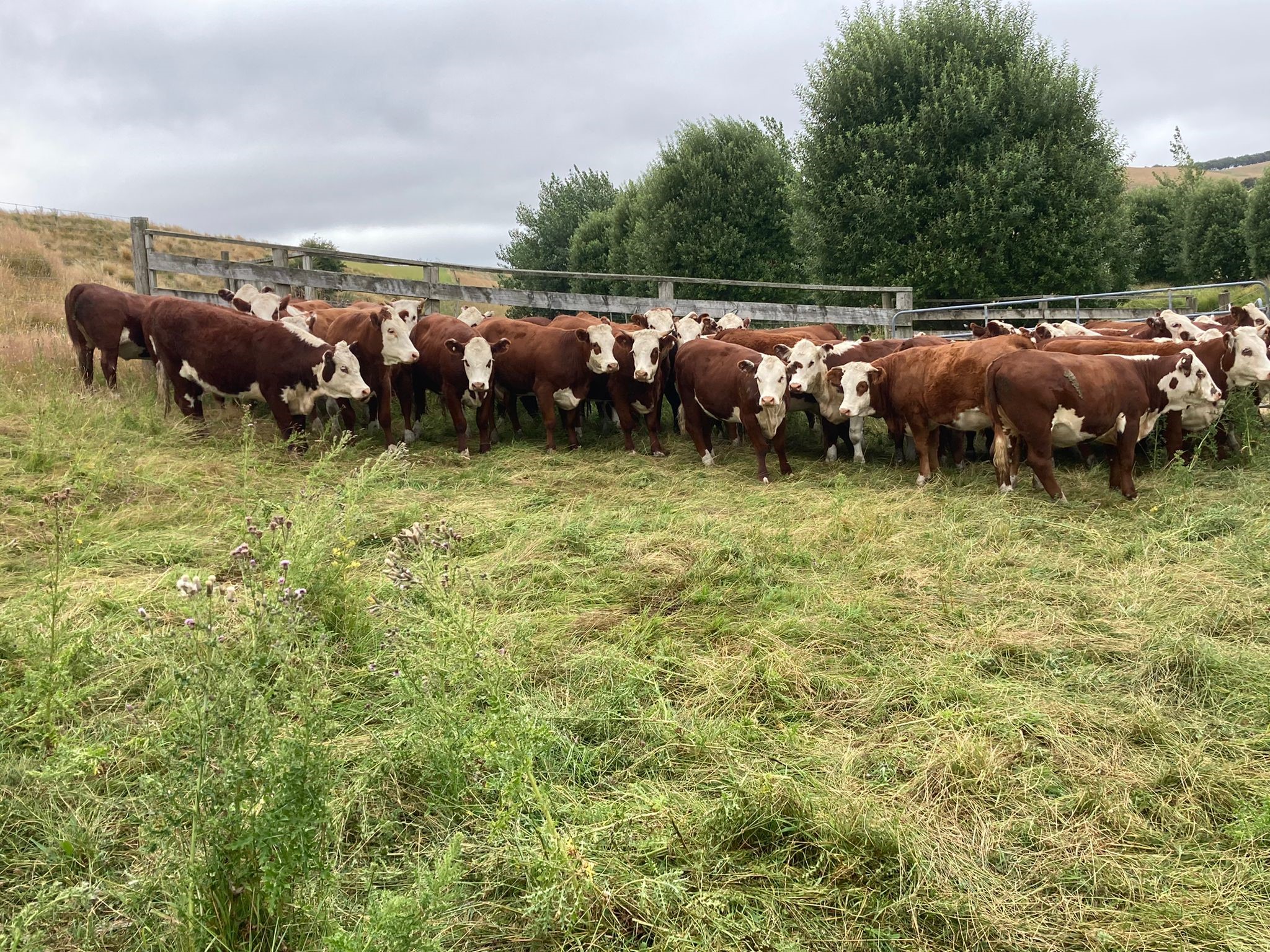 Current livestock listings South Island, NZ Rural Livestock